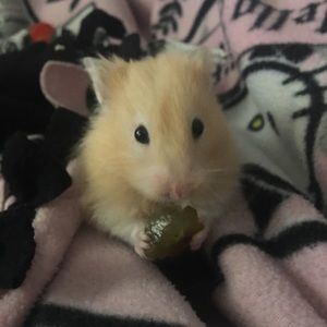 Meet your Posher, Isabell